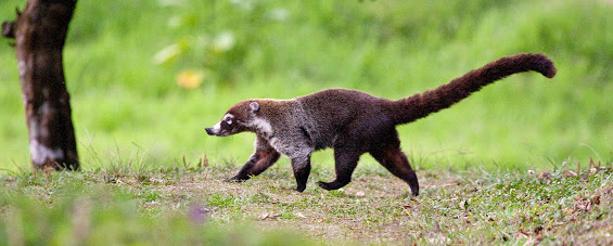 An image of an animal in Costa Rica