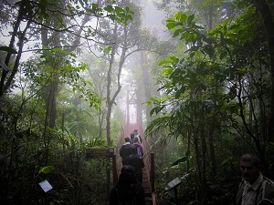 cloud forest